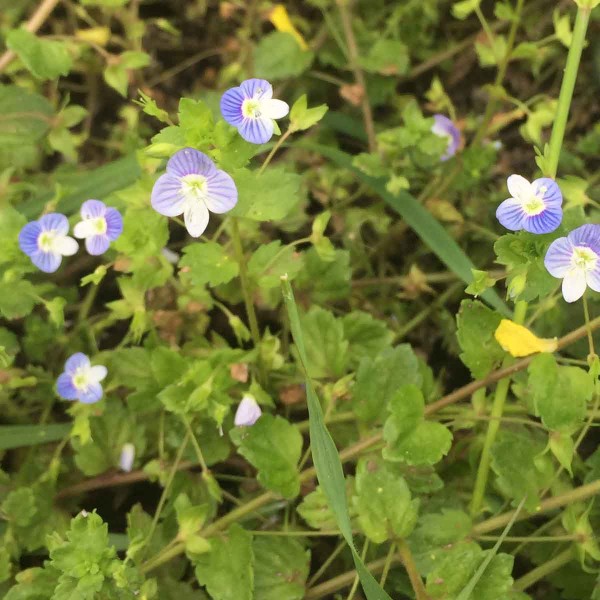 Rozrazil persk&yacute; (Veronica persica)