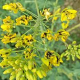 Ochrana hlavn&iacute;ch plodin ve vegetačn&iacute;m roce 2017/18 v&nbsp;Čech&aacute;ch, v&yacute;hled pro jaro 2019