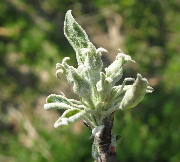 Padlí jabloně na poupatech Padlí jabloně na poupatech