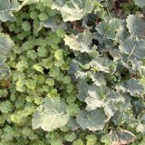 Postemergentn&iacute; regulace plevelů v&nbsp;ozim&eacute; řepce - Současn&aacute; situace a&nbsp;trendy do budoucna