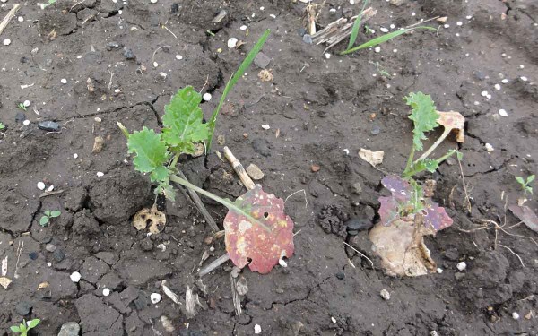 Př&iacute;znaky viru TuYV na rostlin&aacute;ch řepky