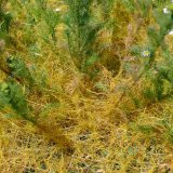 Invazní plevele - (8) Kokotice ladní Invazní plevele - (8) Kokotice ladní