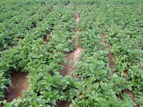 &Uacute;činnost flurochloridonu v&nbsp;poln&iacute;m pokusu (V&Uacute;B Valečov 2019, varianta 1)