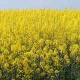 Představen&iacute; ozim&eacute; řepky jednotliv&yacute;ch společnost&iacute; dod&aacute;vaj&iacute;c&iacute;ch osiva na česk&yacute; trh v&nbsp;roce 2021