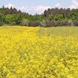 Nechemické metody ošetření osiva - Využití nízkoteplotního plazmatu a biologického ošetření osiva u řepky ozimé Nechemické metody ošetření osiva - Využití nízkoteplotního plazmatu a biologického ošetření osiva u řepky ozimé