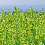 V&yacute;sledky fungicidn&iacute;ch pokusů v&nbsp;m&aacute;ku v&nbsp;roce 2017