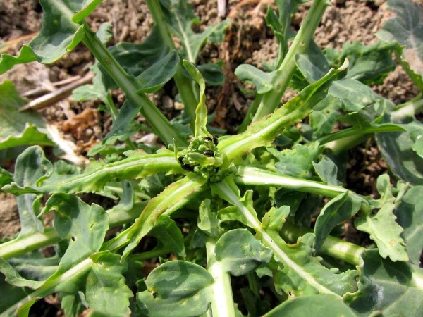 Bl&yacute;sk&aacute;ček řepkov&yacute; &scaron;kod&iacute; nejv&iacute;ce na poupatech