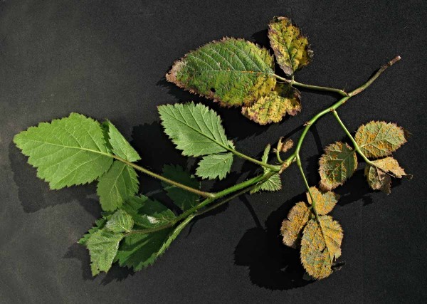 Rez ostružinová Rez ostružinová