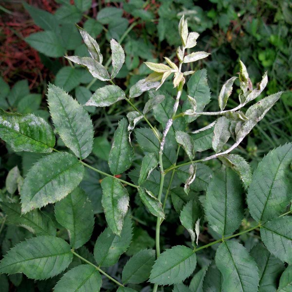 Padlí růžové Padlí růžové