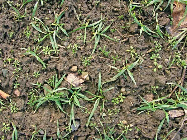 Plevele v&nbsp;p&scaron;enici na podzim je nutno odstranit