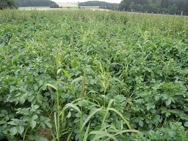 V&yacute;skyt teplomiln&yacute;ch druhů plevelů v&nbsp;brambor&aacute;řsk&eacute; oblasti