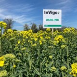 InVIGOR - InV1170, INV1266CL a&nbsp;Darling