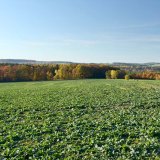 V&yacute;znam b&oacute;ru ve v&yacute;živě rostlin