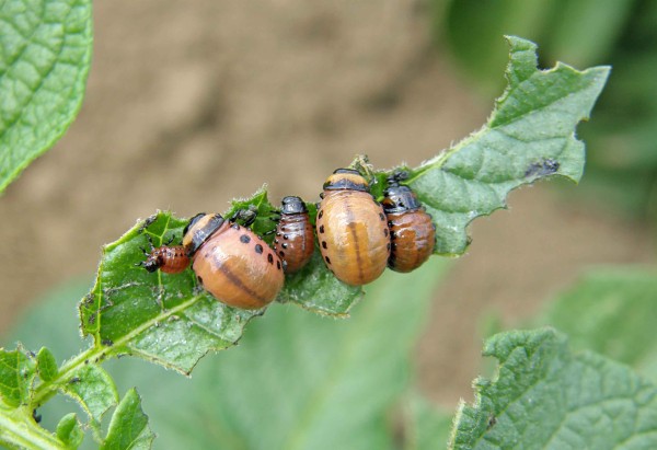 Obr. 5: Larvy mandelinky různ&yacute;ch v&yacute;vojov&yacute;ch stadi&iacute;