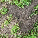 Aktu&aacute;ln&iacute; přehled ochrany poln&iacute;ch plodin - &uacute;nor a&nbsp;březen 2018