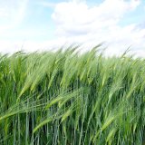 Fungicidn&iacute; ochrana jarn&iacute;ch obilnin proti chorob&aacute;m