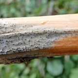 Houba Verticillium longisporum na řepce ozim&eacute;