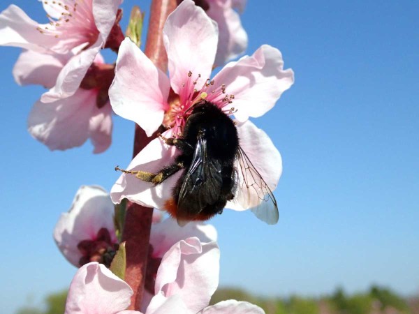 Ve kvetoucích peckovinách se objevují opylovači Ve kvetoucích peckovinách se objevují opylovači