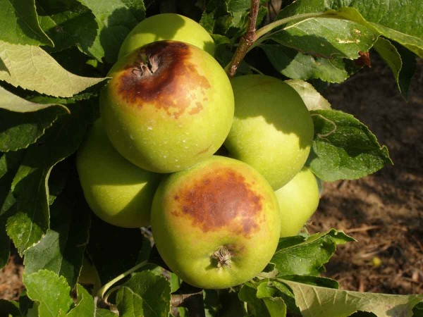 Slunečn&iacute; &uacute;pal