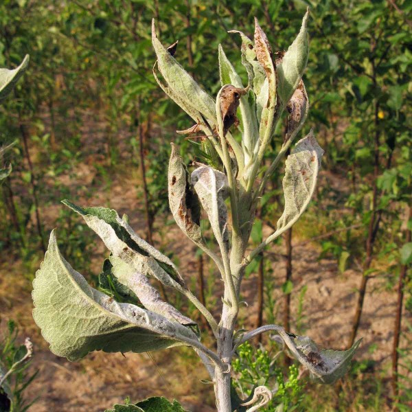 Padl&iacute; jabloně na v&yacute;honu