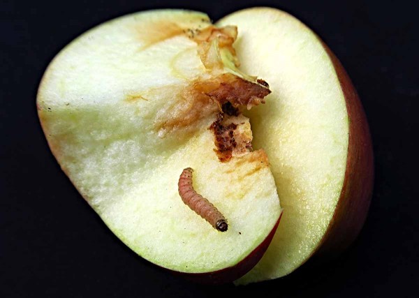 Obaleč jablečný - housenka Obaleč jablečný - housenka