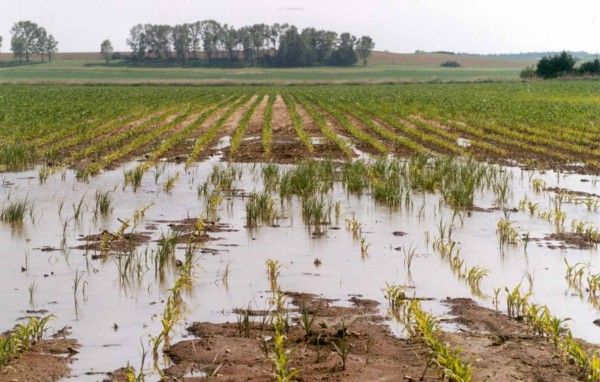 Rostliny kamy&scaron;n&iacute;ku osidluj&iacute; podm&aacute;čen&eacute; lokality