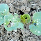 Možnosti o&scaron;etřen&iacute; osiva řepky ozim&eacute;