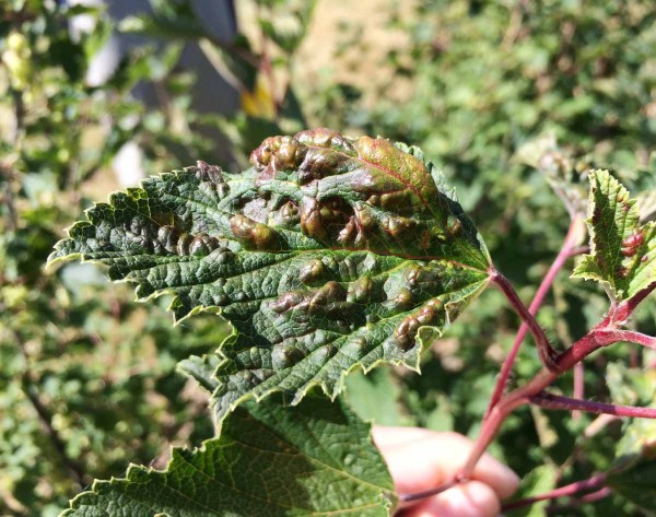 Obr. 3: Pseudoh&aacute;lka m&scaron;ice ryb&iacute;zov&eacute; (Cryptomyzus ribis)