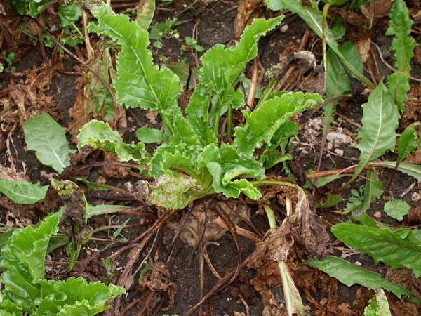 Obr. 4: Retrovegetace cukrovky po siln&eacute;m napaden&iacute; Cercospora beticola