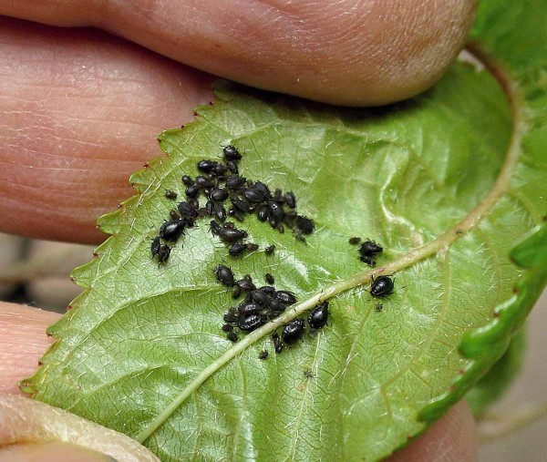 Mšice třešňová Mšice třešňová