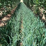 C&iacute;len&eacute; v&yacute;sevy meziplodin do meziřad&iacute; chmelnice (2)