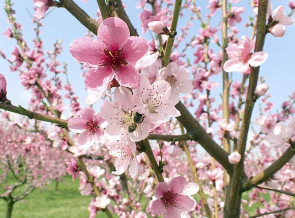 Během měs&iacute;ce dubna pravidelně rozkv&eacute;taj&iacute; peckoviny - jako prvn&iacute; zpravidla meruňky a&nbsp;pot&eacute; broskvoně; s&nbsp;květem jsou tak&eacute; aktivn&iacute; opylovači