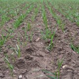 Oček&aacute;van&eacute; restrikce a&nbsp;jejich dopad na regulaci plevelů