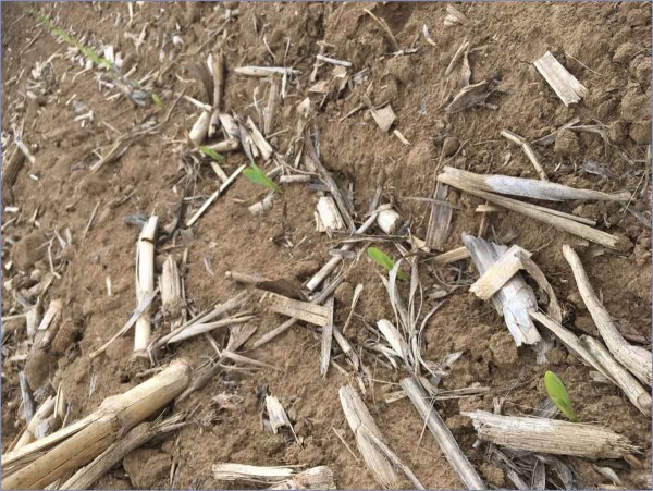 Obr. 12: Kukuřice v&nbsp;syst&eacute;mu vertik&aacute;ln&iacute;ho zpracov&aacute;n&iacute; půdy (druh&aacute; kukuřice v&nbsp;osevn&iacute;m sledu)