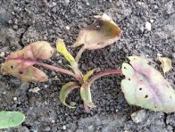 Herbicid Maister power vykazuje na opletku obecnou velmi dobrou &uacute;činnost, o&scaron;etřen&iacute; je v&scaron;ak třeba prov&eacute;st včas