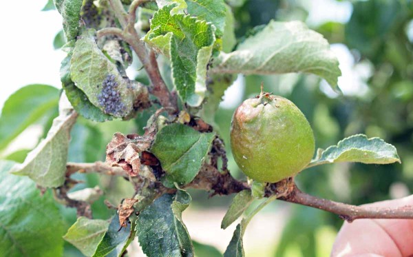 Plod poškozený mšicemi Plod poškozený mšicemi