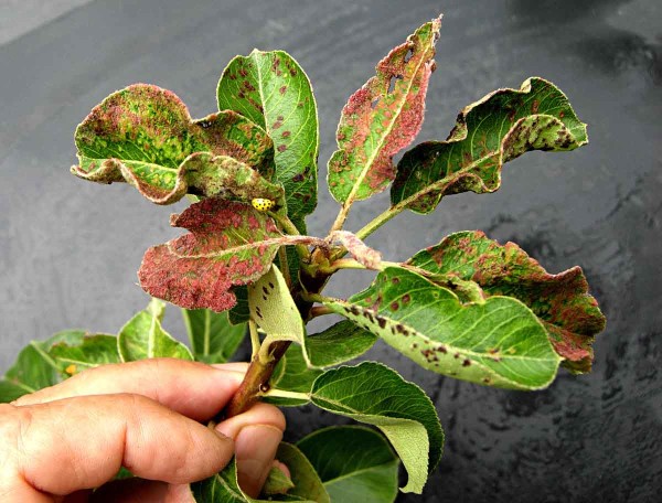 Poškození listů hálčivcem hrušňovým Poškození listů hálčivcem hrušňovým