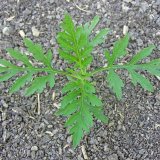 Invazn&iacute; plevele (3) - Ambr&oacute;zie peřenolist&aacute;