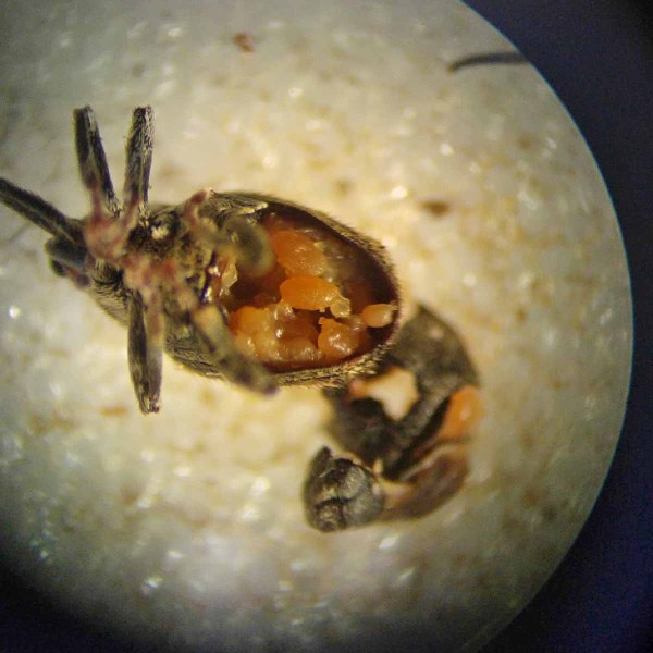 Obr. 3: Odchl&iacute;pnou-li se zahnutou jehlou bři&scaron;n&iacute; pl&aacute;ty (sternity) kryj&iacute;c&iacute; abdomen&aacute;ln&iacute; č&aacute;st (zadeček) samic položen&yacute;ch pod binokul&aacute;rem (zvět&scaron;en&iacute; 5&ndash;10 x), zjist&iacute; se hned, jestli je samice připraven&aacute; kl&aacute;st - tato samice krytonosce čtyřzub&eacute;ho může kl&aacute;st, bři&scaron;n&iacute; dutina je vyplněna vaj&iacute;čky