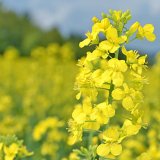 Serenade&reg; ASO - biologick&yacute; př&iacute;pravek pro &scaron;irok&eacute; spektrum plodin