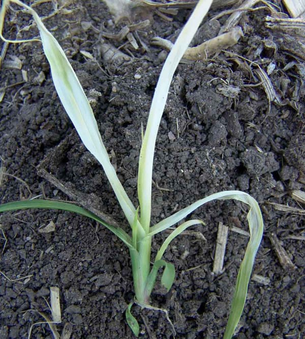 Obr. 2: Ježatka kuří noha, která má již založeny odnože. je mesotrionem již obvykle nedostatečně potlačena (dochází obvykle pouze k odumření hlavního stébla), výjimkou jsou herbicidy formulované jako suspenzní koncentráty s obsahem účinné látky 100 g/l (např. Callisto 100 SC) Obr. 2: Ježatka kuří noha, která má již založeny odnože. je mesotrionem již obvykle nedostatečně potlačena (dochází obvykle pouze k odumření hlavního stébla), výjimkou jsou herbicidy formulované jako suspenzní koncentráty s obsahem účinné látky 100 g/l (např. Callisto 100 SC)