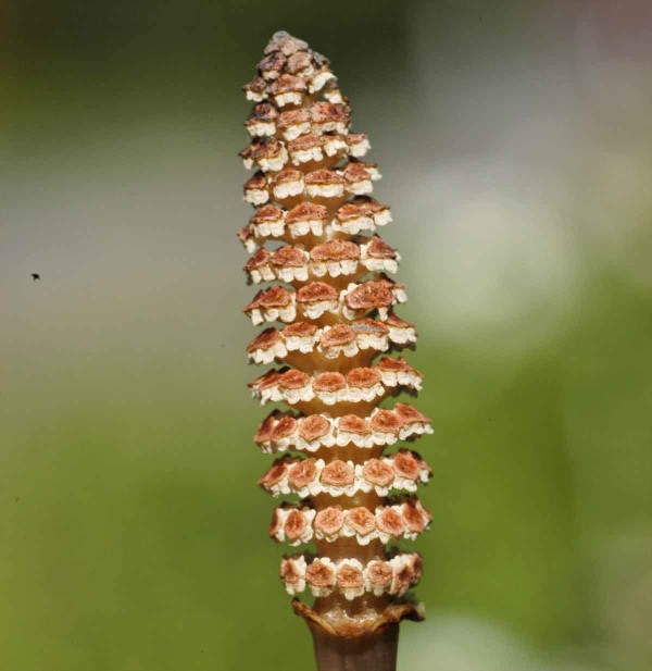 Kvetouc&iacute; přeslička