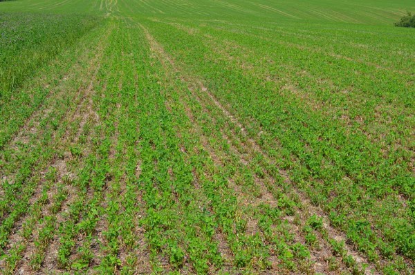 Obrůstání po seči, vlevo ponechaný kvetoucí pás pro vykladení nosatčíků Obrůstání po seči, vlevo ponechaný kvetoucí pás pro vykladení nosatčíků