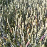 Využit&iacute; odrůdov&eacute; rezistence v&nbsp;ochraně před virov&yacute;mi chorobami obilnin