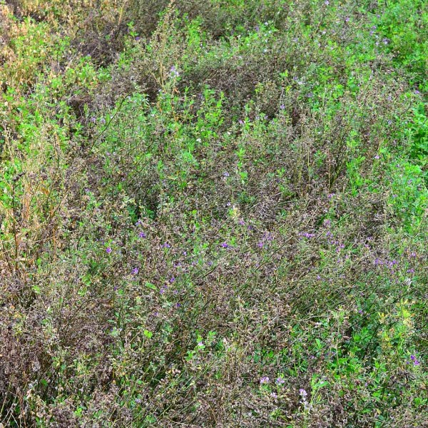 Obr. 6: Desikace vojtě&scaron;ky set&eacute; - o&scaron;etřen&iacute; pyraflufen-ethylem