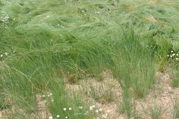 Nejv&iacute;ce mrvka zapleveluje souvratě