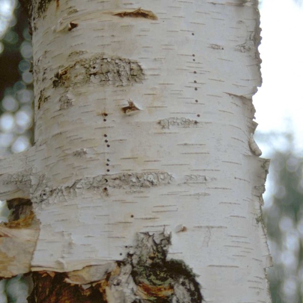 Bělokaz březov&yacute; - d&yacute;chac&iacute; otvory