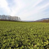 Ochrana proti přena&scaron;ečům vir&oacute;z v&nbsp;řepce