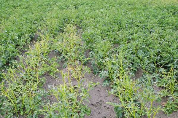 Obr. 7: Ohnisko po&scaron;kozen&eacute; ž&iacute;rem mandelinky bramborov&eacute;