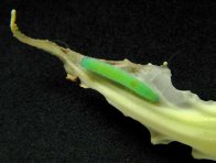 Bělásek zelový - housenka Bělásek zelový - housenka